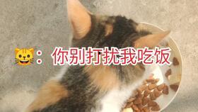 蜜瓜小猫咪可以吃吗视频,揭秘猫咪能否享用甜蜜美味