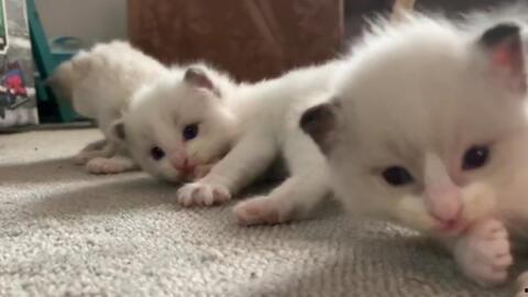 蜜瓜小猫咪可以吃吗视频,揭秘猫咪能否享用甜蜜美味