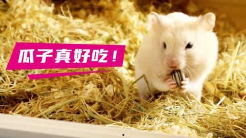带你吃瓜仓鼠视频大全,带你吃瓜仓鼠视频大全精选