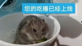 带你吃瓜仓鼠视频大全,带你吃瓜仓鼠视频大全精选