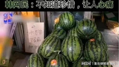 韩国人吃黄瓤瓜视频播放,黄瓤瓜的独特风味引网友热议
