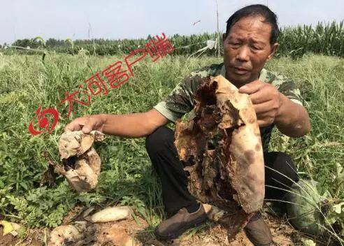 河北化工吃瓜事件真相视频,真相视频曝光背后的惊人内幕