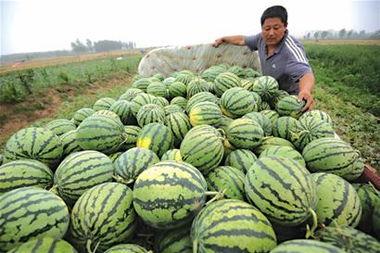 青岛甜水哥吃瓜视频,揭秘娱乐圈幕后故事