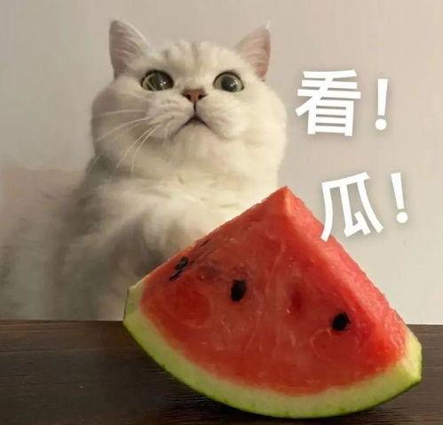 带墨镜吃瓜视频,揭秘带墨镜吃瓜视频背后的趣味与热议