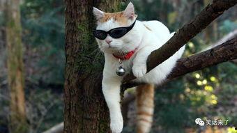 吃猫瓜草有什么用处吗视频,吃猫瓜草的惊人用处