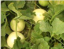 大量吃梨瓜会怎么样呢视频,过量食用梨瓜的健康风险揭秘