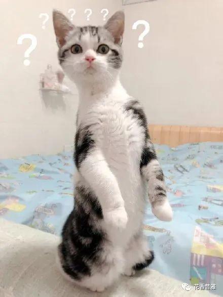 吃瓜的猫咪视频,萌态十足，网友直呼“治愈系”