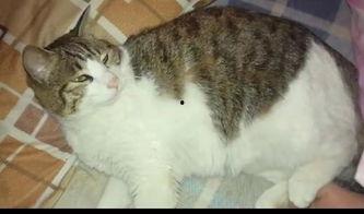 吃瓜的猫咪视频,萌态十足，网友直呼“治愈系”