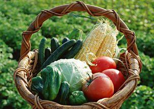 贵州人吃茭瓜视频大全集,茭瓜美食视频大盘点