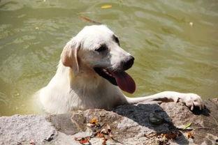 单身狗吃哈密瓜好吗视频,甜蜜独享，单身狗的夏日美味