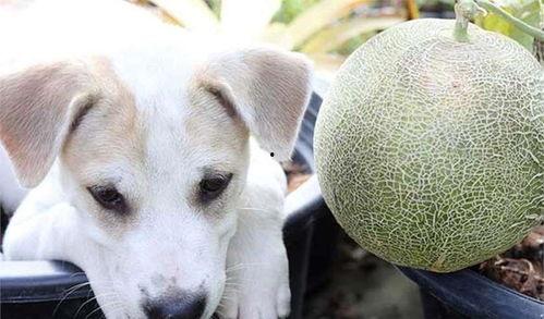 单身狗吃哈密瓜好吗视频,甜蜜独享，单身狗的夏日美味