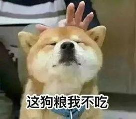 单身狗吃哈密瓜好吗视频,甜蜜独享，单身狗的夏日美味