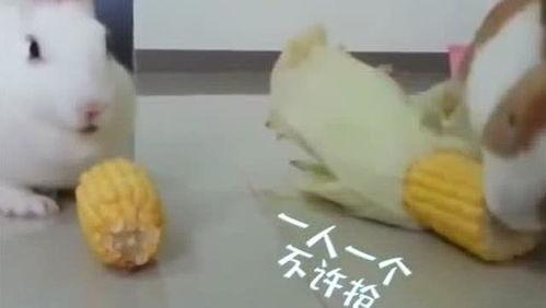 坑兔子可以吃梨瓜吗视频,一场意外的美味邂逅