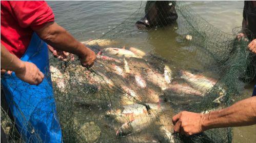 老外捕鱼吃瓜视频,一边捕鱼一边吃瓜，生活如此惬意