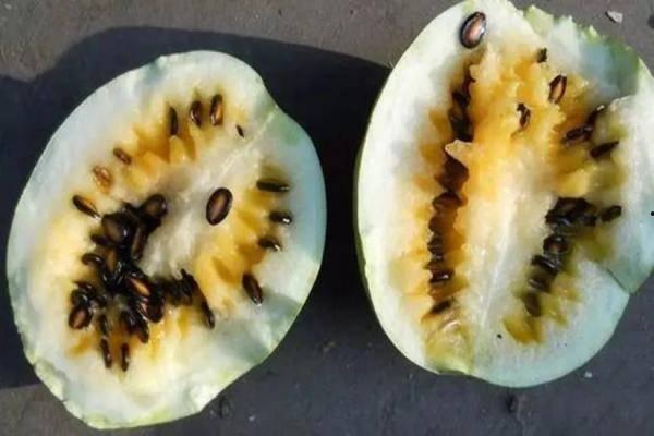 籽瓜熟吃做法窍门视频,视频揭秘家常美味制作窍门