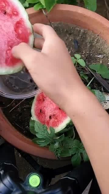 高手在民间吃红瓜视频