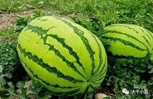 吃沙瓜的视频大全集下载,一网打尽全网热门沙瓜瞬间