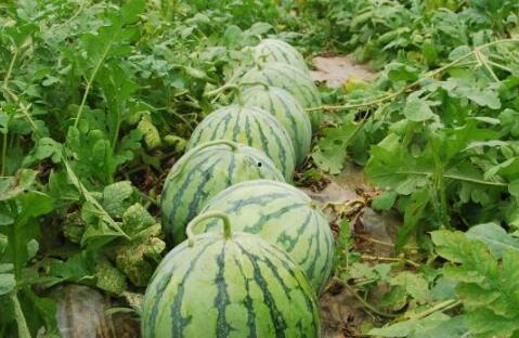 大瓜如何去皮吃视频教程,跟随视频教程学吃大瓜