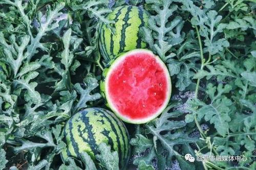 临夏康乐吃瓜视频曝光,视频曝光揭示临夏美食文化新视角