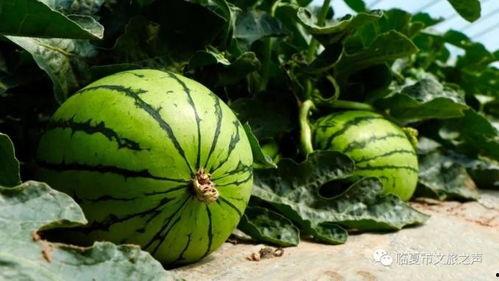 临夏康乐吃瓜视频曝光,视频曝光揭示临夏美食文化新视角