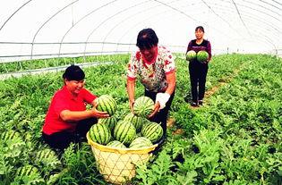 临夏康乐吃瓜视频曝光,视频曝光揭示临夏美食文化新视角