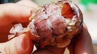 皮皮虾吃瓜视频在线观看,揭秘娱乐圈幕后故事