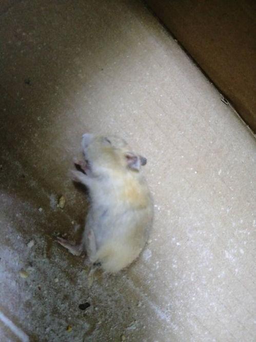 树下吃瓜仓鼠会死吗视频,揭秘树下吃瓜仓鼠致命之谜