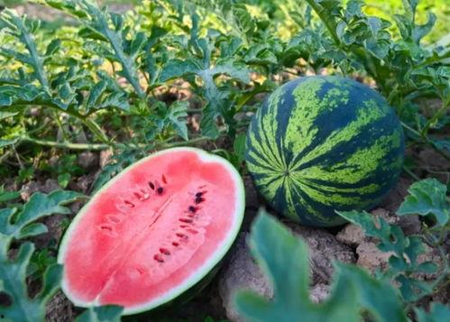 河南师范吃瓜视频,揭秘校园生活趣味瞬间