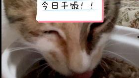 七彩猫吃瓜视频在线观看,揭秘网络热门视频背后的趣味与真相