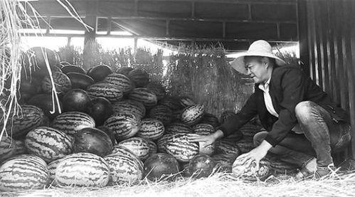 邢台吃瓜群众事件始末视频,一场网络舆论的风波与反思
