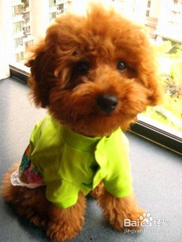 泰迪可以吃大瓜么图片视频,宠物美食新体验