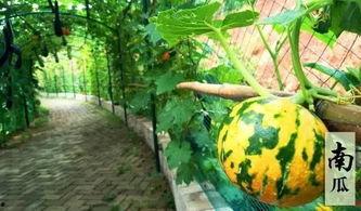 吃瓜摘果摸鱼视频