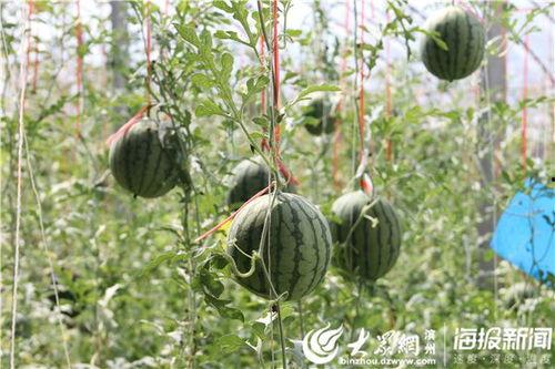 吃瓜摘果摸鱼视频