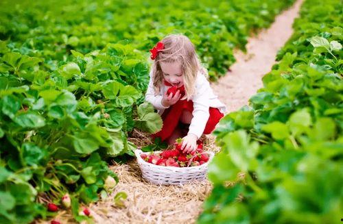 吃瓜摘果摸鱼视频